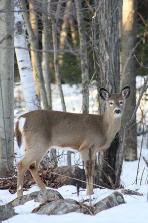 Deer in forest