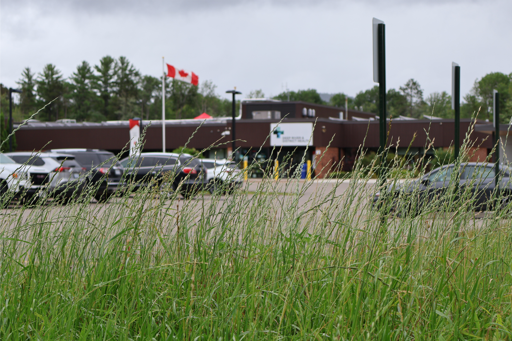Long meadow grasses growing outside Deep River & District Health